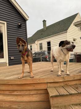 Antler -  German Shepherd Dog Dog for Adoption in Cheektowaga, New York - Antler | PetCurious