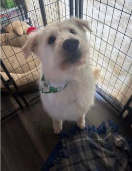 Artie -  Poodle and Mixed Breed Dog for Adoption in Auburn, Indiana - Artie | PetCurious