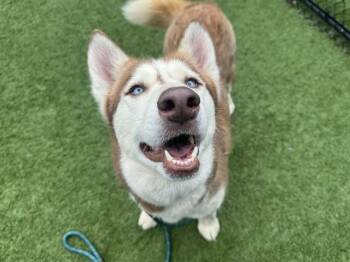 Husky Dogs Available for Adoption in Dallas, Texas - SKYLAR | PetCurious