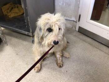 BABE -  Shepherd and Mixed Breed Dog for Adoption in Riverside, California - BABE | PetCurious