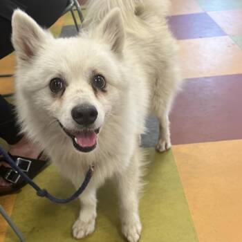 Flynn -  American Eskimo Dog Dog for Adoption in Philadelphia, Pennsylvania - Flynn | PetCurious