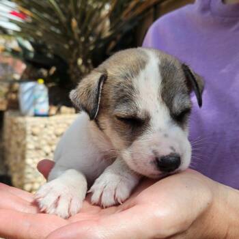 CapriSun -  Mixed Breed and Jack Russell Terrier Dog for Adoption in Riverside, California - CapriSun | PetCurious