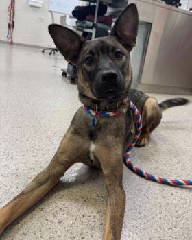 Winston -  German Shepherd Dog and Mixed Breed Dog for Adoption in Fishers, Indiana - Winston | PetCurious