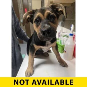 Penelope -  Shepherd and Mixed Breed Dog for Adoption in Eugene, Oregon - Penelope | PetCurious