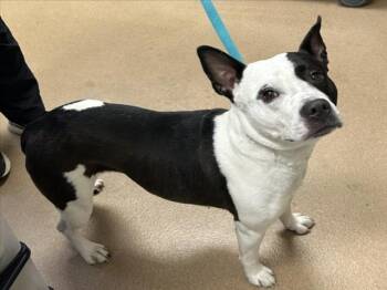 Australian Cattle Dog Blue Heeler and Mixed Breed Dogs Available for Adoption in Norco, California - SHELBY | PetCurious