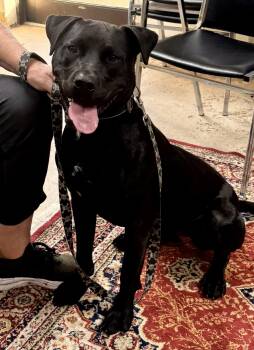 Rescue Mixed Breed Dogs for Adoption in Gary, Indiana - Boulder | PetCurious