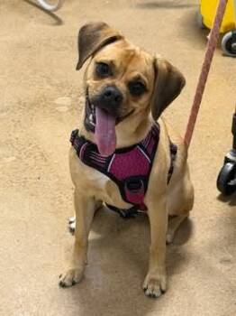 Igna -  Pug Dog for Adoption in Lakewood Ranch, Florida - Igna | PetCurious