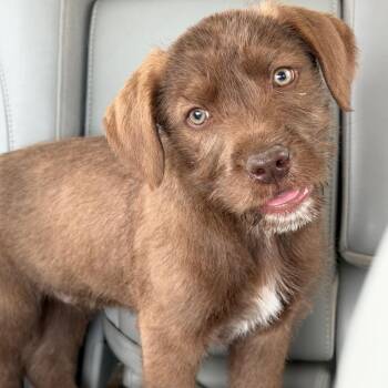 Labrador Retriever and Mixed Breed Dogs Available for Adoption - Fig | PetCurious