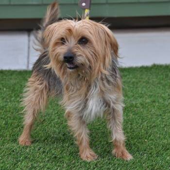 Rescue Yorkshire Terrier and Mixed Breed Dogs for Adoption in Prescott, Arizona - Chewy | PetCurious
