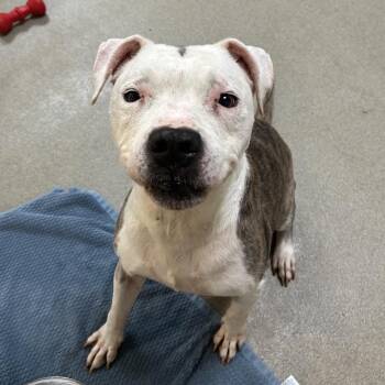 Ruben -  Mixed Breed Dog for Adoption in Lynchburg, Virginia - Ruben | PetCurious