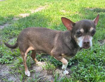 Toby -  Chihuahua Dog for Adoption in Sanford, Florida - Toby | PetCurious