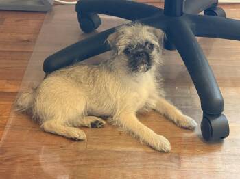 Meta -  Pug and Dandie Dinmont Terrier Dog for Adoption in Fresno, California - Meta | PetCurious
