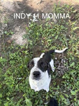 Val -  Border Collie and Labrador Retriever Dog for Adoption in Indianapolis, Indiana - Val | PetCurious