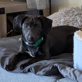 Pepper -  Mixed Breed Dog for Adoption in Columbia, Maryland - Pepper | PetCurious