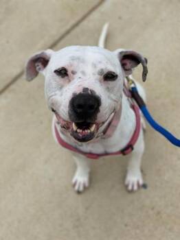 American Bulldog Dogs Available for Adoption - LINDA LOU | PetCurious