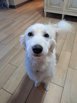 Retriever and Poodle Dogs Available for Adoption in Spring Hill, Tennessee - Maggi | PetCurious