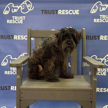 LIMERICK -  Schnauzer and Mixed Breed Dog for Adoption in Waterford, New Jersey - LIMERICK | PetCurious