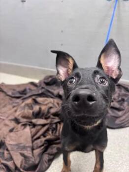 ALMOND JOY -  German Shepherd Dog Dog for Adoption in Las Vegas, Nevada - ALMOND JOY | PetCurious