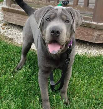 Smokey -  Shar Pei and Doberman Pinscher Dog for Adoption in Fremont, Ohio - Smokey | PetCurious