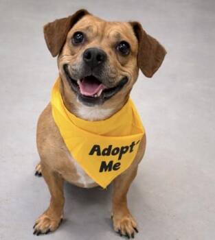 Beagle and Dachshund Dogs Available for Adoption in Gwinn, Michigan - Sienna | PetCurious