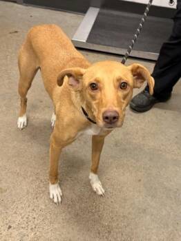 Eden -  Hound Dog for Adoption in Cleveland, Ohio - Eden | PetCurious