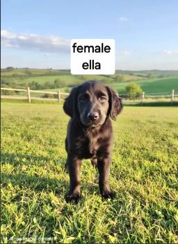 Ella -  Great Dane Dog for Adoption in Manchester, Connecticut - Ella | PetCurious