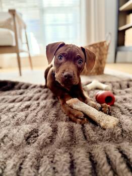 Rescue Mixed Breed Dogs for Adoption in Charlotte, North Carolina - Brownie | PetCurious