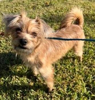 Rescue Yorkshire Terrier Dogs for Adoption in Wekiwa Springs, Florida - Myla | PetCurious