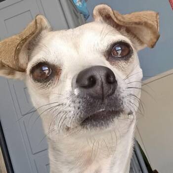 Rosalie -  Chihuahua Dog for Adoption in San Luis, Colorado - Rosalie | PetCurious