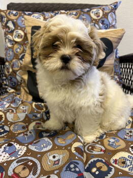 Rescue Shih Tzu Dogs for Adoption in Sparta, Illinois - Remy | PetCurious