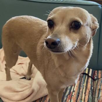 Chihuahua Dogs Available for Adoption - Trinity | PetCurious