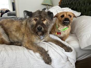 Border Terrier and Pug Dogs Available for Adoption in Princeton, Massachusetts - Taxi - Newton MA Foster | PetCurious