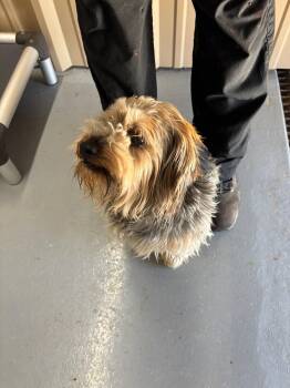 Yorkshire Terrier and Havanese Dogs Available for Adoption in Grafton, Wisconsin - FOSTER ME - Tyler | PetCurious