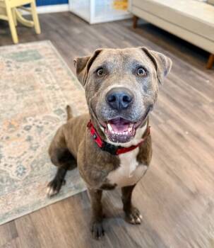 American Staffordshire Terrier and American Bully Dogs Available for Adoption - Chuck Lee The Chunky Hunk Legend | PetCurious