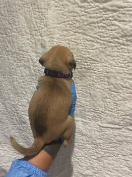 Pernille -  Pug Dog for Adoption in Gardena, California - Pernille | PetCurious