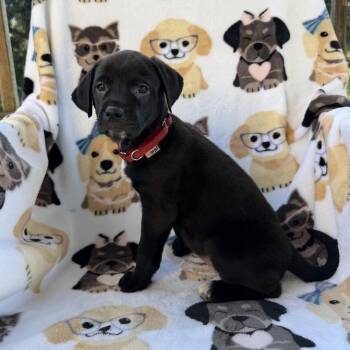 SheFish -  Terrier Dog for Adoption in Carencro, Louisiana - SheFish | PetCurious