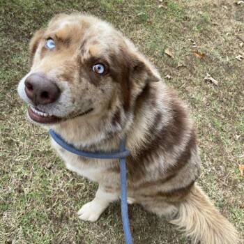 Rescue Australian Shepherd Dogs for Adoption in Stormville, New York - CT Dutch | PetCurious