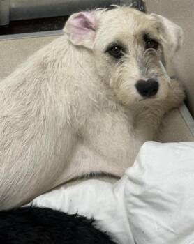 Piper -  Poodle and Labrador Retriever Dog for Adoption in Little Rock, Arkansas - Piper | PetCurious