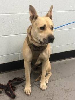 Bubba Gump Shrimp -  American Staffordshire Terrier and German Shepherd Dog Dog for Adoption in Sacramento, California - Bubba Gump Shrimp | PetCurious