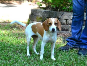 Lizzy -  Beagle Dog for Adoption in Willingboro, New Jersey - Lizzy | PetCurious