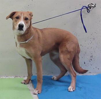 ARTEMIS -  Labrador Retriever and Mixed Breed Dog for Adoption in Houston, Texas - ARTEMIS | PetCurious