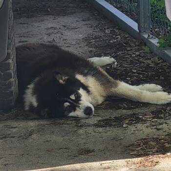 CHIP -  Alaskan Malamute Dog for Adoption in San Antonio, Texas - CHIP | PetCurious