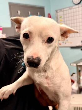 Maelyn -  Chihuahua and Mixed Breed Dog for Adoption in Cape Coral, Florida - Maelyn | PetCurious