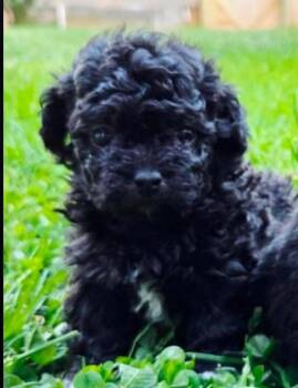 Darling Daisey -  Poodle Dog for Adoption in Reston, Virginia - Darling Daisey | PetCurious