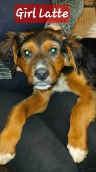 Coffee Shop Crew : Latte -  German Shepherd Dog Dog for Adoption in Aurora, Indiana - Coffee Shop Crew : Latte | PetCurious