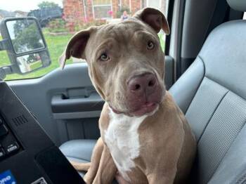 Rescue American Staffordshire Terrier and Mixed Breed Dogs for Adoption in Grand Prairie, Texas - PEARL | PetCurious