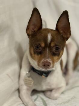 Pancho -  Chihuahua Dog for Adoption in Albuquerque, New Mexico - Pancho | PetCurious