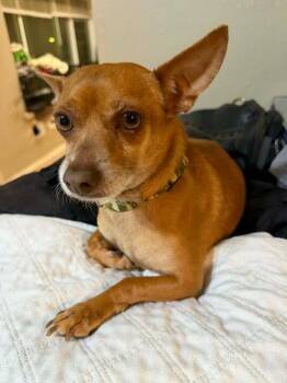 Chihuahua Dogs Available for Adoption - Justin In TX | PetCurious