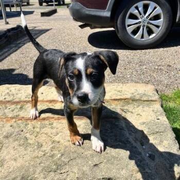 BUTTON 115-26 -  Beagle Dog Available for Adoption in Cambridge, Ohio - BUTTON 115-26 | PetCurious