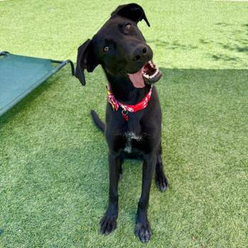 Bianca -  Black Labrador Retriever Dog for Adoption in Agoura Hills, California - Bianca | PetCurious